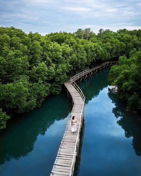 Wisata Mangrove